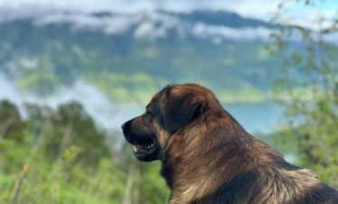 pahadi Dog